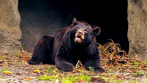 Woman injured in bear attack at Surla