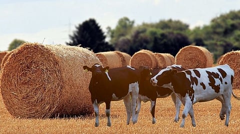Farmer
