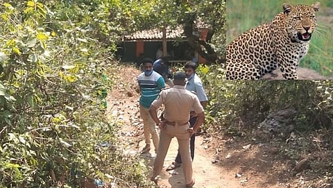Leopard spotted in Mardol