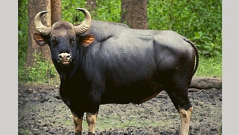 Bison 