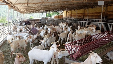 Goat Farming