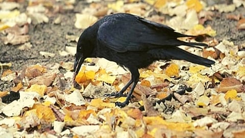 Crow