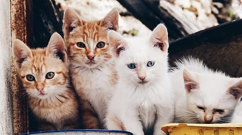 Russia Ukraine War: Ukraine imposes sanctions on Russian cats