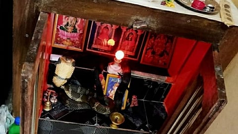 king Cobra