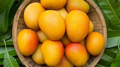 Mango 