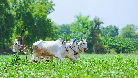 Farm 