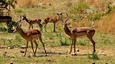 Wildlife 