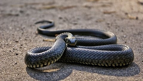 thirteen foot long King Cobra spotted in goa