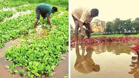 The unseasonal rains that fell on Sunday morning caused damage to the spinach and red vegetables.