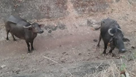 Buffelo Rescue