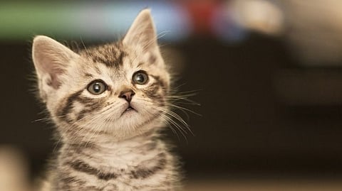 Cats