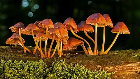 Mushroom