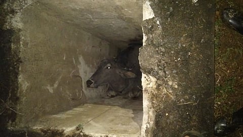 Buffalo stucked in pothole in Honda IDC