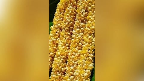 सुरंगीची फुले