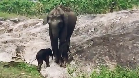 Elephant