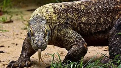 bengal monitor lizard gang rape four arrest in sahydari tiger reserve of maharashtra