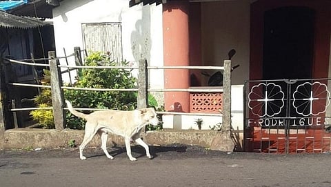 Dog terror in Mhardol Goa