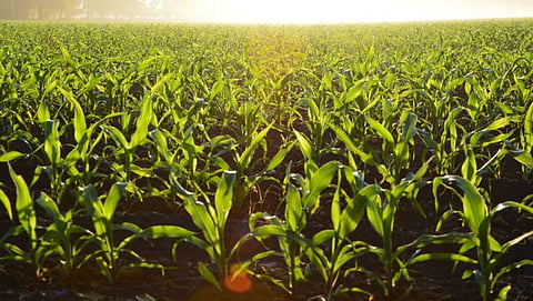 Agriculture 