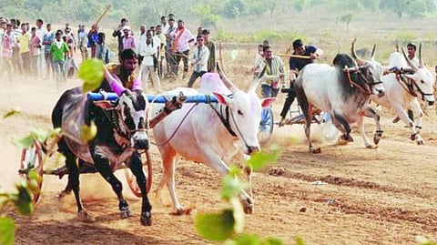 pune record tokens for the biggest bullock cart races will include more than 2000 bullock cart owners