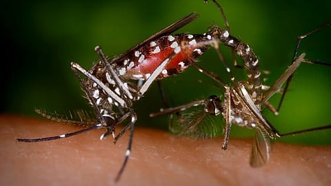Dengue 