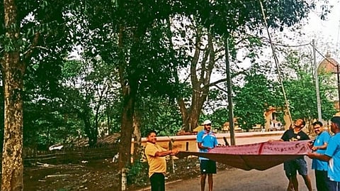 कापड धरून झाडावरील पिकलेली जांभळे काढताना काही युवक. 