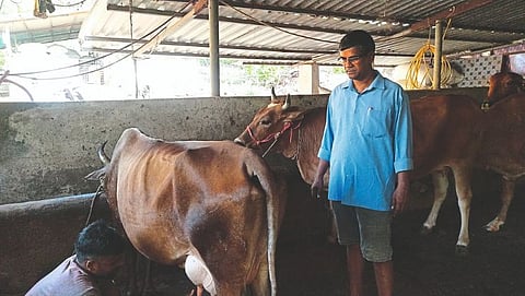 Milk Production Success Story in Goa