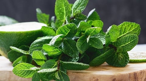 Mint Benefits