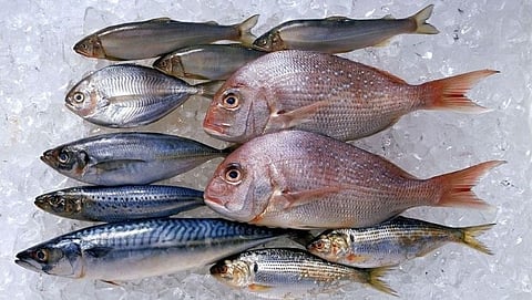 Fish 