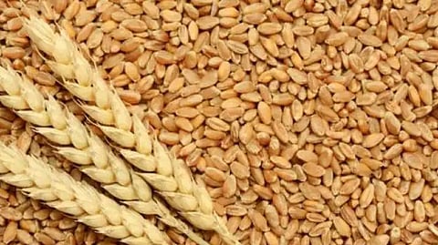 wheat 