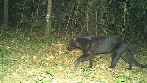 Black Panther
