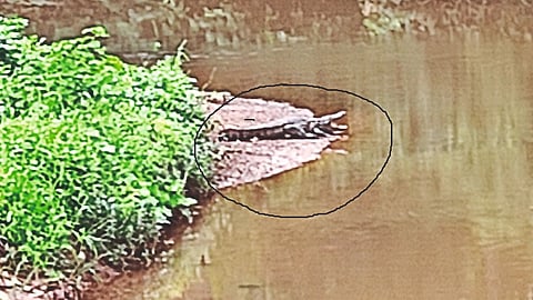 crocodile in Curti Ponda