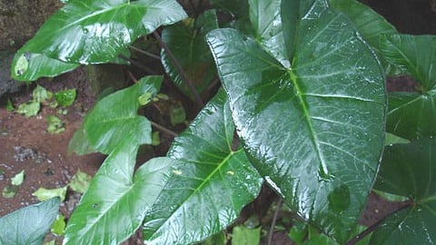 monsoon |goa