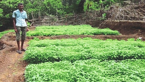 Canacona Rain Chilly Plants