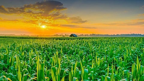 Farm 