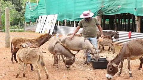 Donkey Milk Farm in Mangaluru