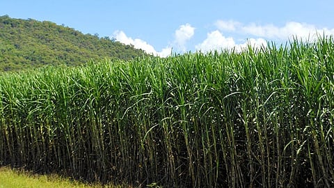 Sugarcane farm 