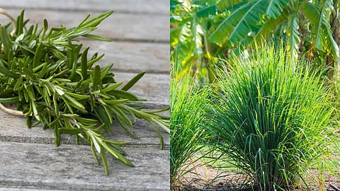 Plants 