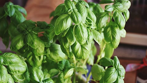 Basil Plant