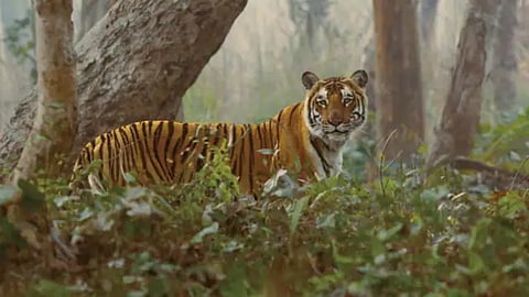  Tiger