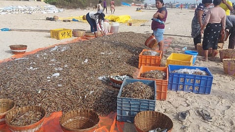 South Goa solar prawns