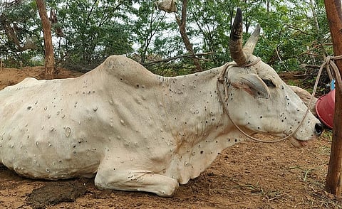 Lumpy Disease in Gujrat