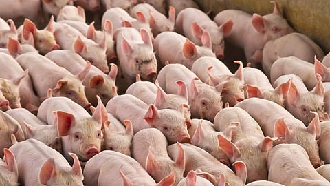 African swine fever