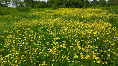 Goa Nature in Ganesh Chaturthi | Goa Culture