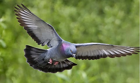 Pigeon 