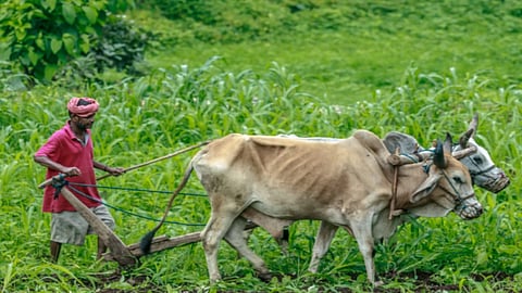 Farmers