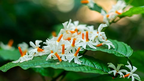Vastu Tips|parijat plant