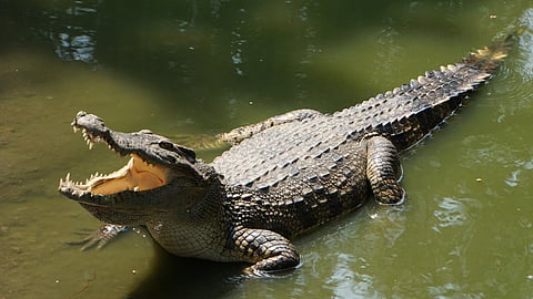 Crocodile In Goa