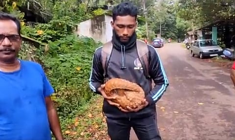 Pangolin Found In Dhargal: धारगळ येथे सापडले दुर्मिळ रानमांजर 
