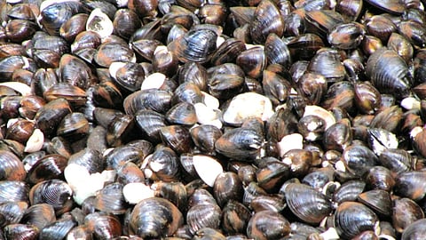 Clams Shell Fish