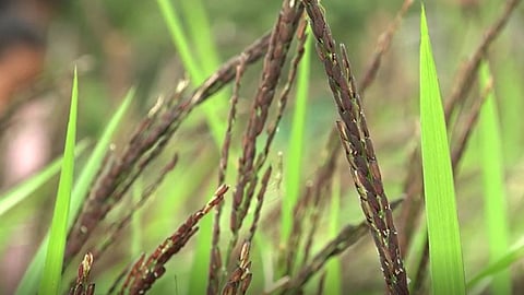 black rice